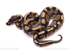 Africa import ball python for sale