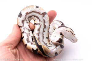 Africa import ball python for sale