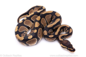 Africa import ball python for sale