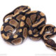 Africa import ball python for sale