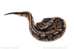 Africa import ball python for sale