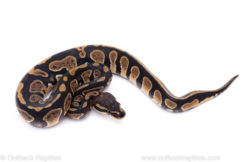 Africa import ball python for sale