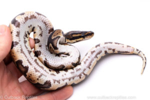 Africa import ball python for sale