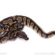 Africa import ball python for sale