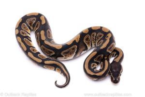 Africa import ball python for sale