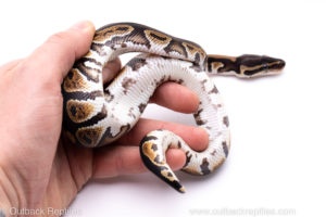 Africa import ball python for sale