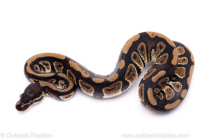 Africa import ball python for sale