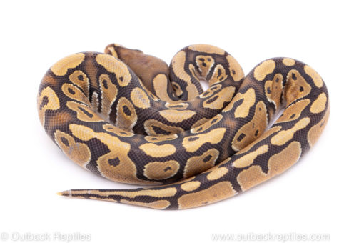 Africa import ball python for sale
