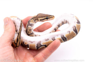 Africa import ball python for sale