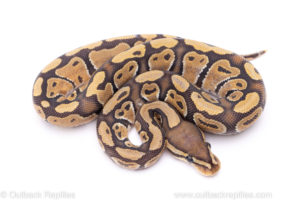 Africa import ball python for sale