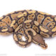 Africa import ball python for sale