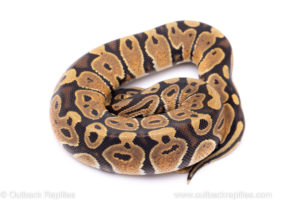 Africa import ball python for sale