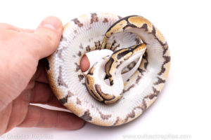 Africa import ball python for sale