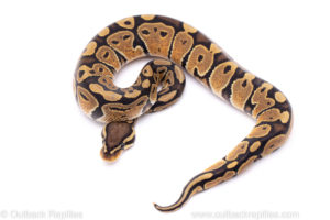 Africa import ball python for sale