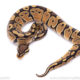 Africa import ball python for sale