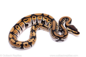 Africa import ball python for sale