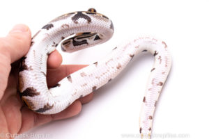 Africa import ball python for sale