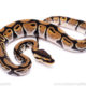 Africa import ball python for sale
