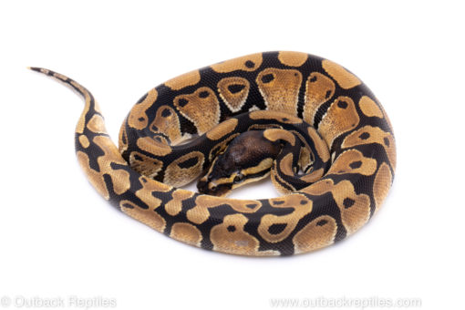 Africa import ball python for sale