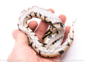 Africa import ball python for sale
