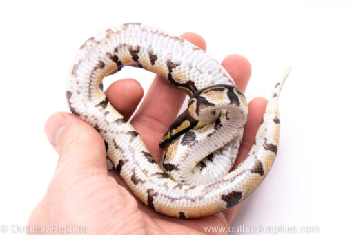 Africa import ball python for sale