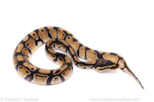 Africa import ball python for sale
