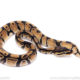Africa import ball python for sale