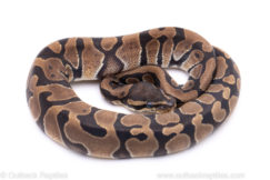 Africa import ball python for sale