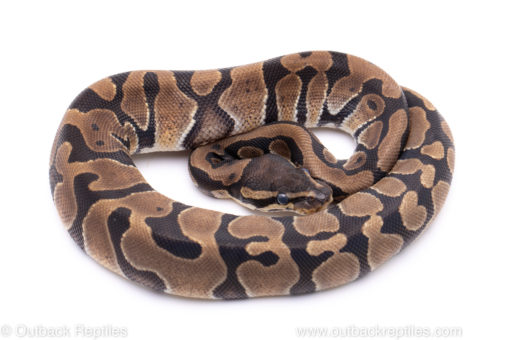 Africa import ball python for sale
