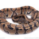 Africa import ball python for sale