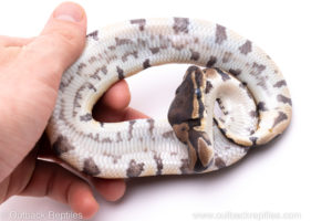 Africa import ball python for sale