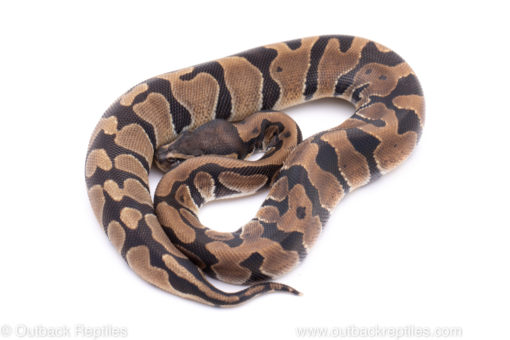 Africa import ball python for sale