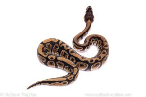 Africa import ball python for sale