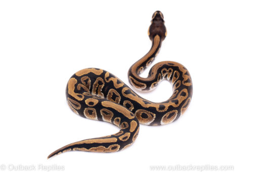 Africa import ball python for sale