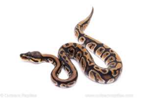 Africa import ball python for sale