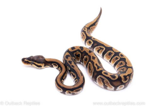 Africa import ball python for sale