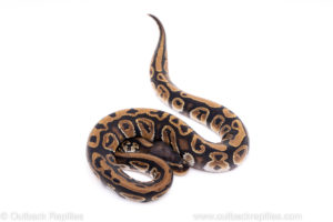 Africa import ball python for sale