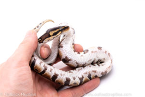 Africa import ball python for sale