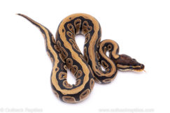 Africa import ball python for sale