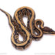 Africa import ball python for sale