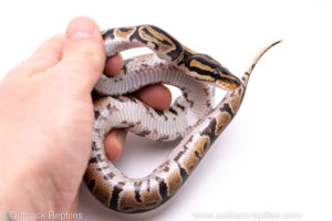 Africa import ball python for sale