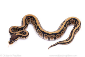 Africa import ball python for sale