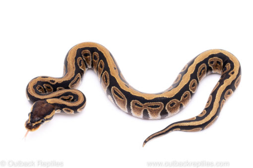Africa import ball python for sale