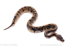 Africa import ball python for sale