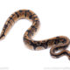 Africa import ball python for sale