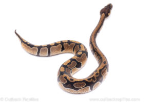 Africa import ball python for sale