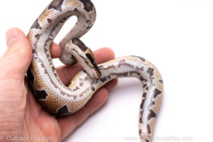 Africa import ball python for sale