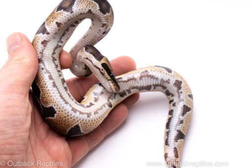 Africa import ball python for sale