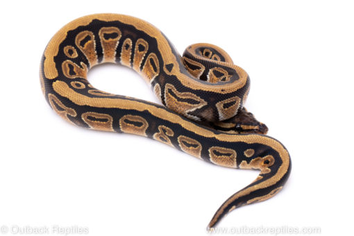 Africa import ball python for sale