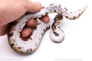Africa import ball python for sale